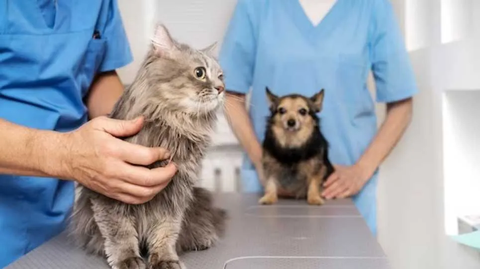 Veterinarian Salary: What You Need to Know