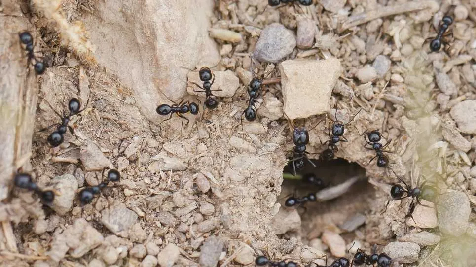 How to get rid of ants: 7 effective methods