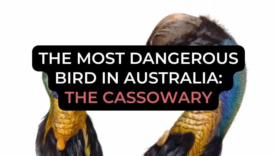 The Most Dangerous Bird in Australia: The Cassowary