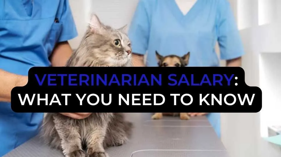 Veterinarian Salary: What You Need to Know