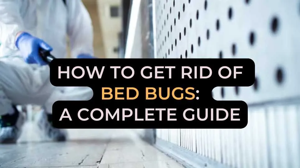 How to get rid of bed bugs: A complete guide