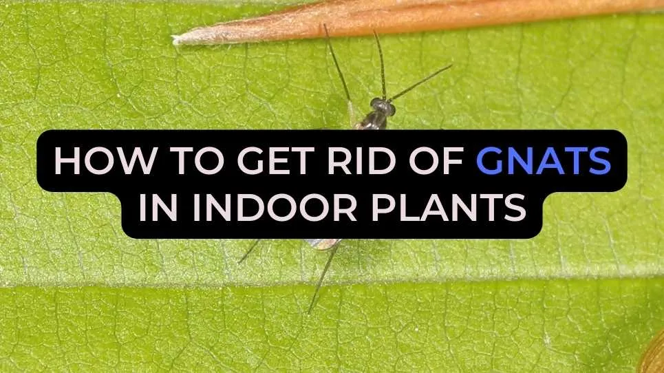 How to get rid of gnats in indoor plants