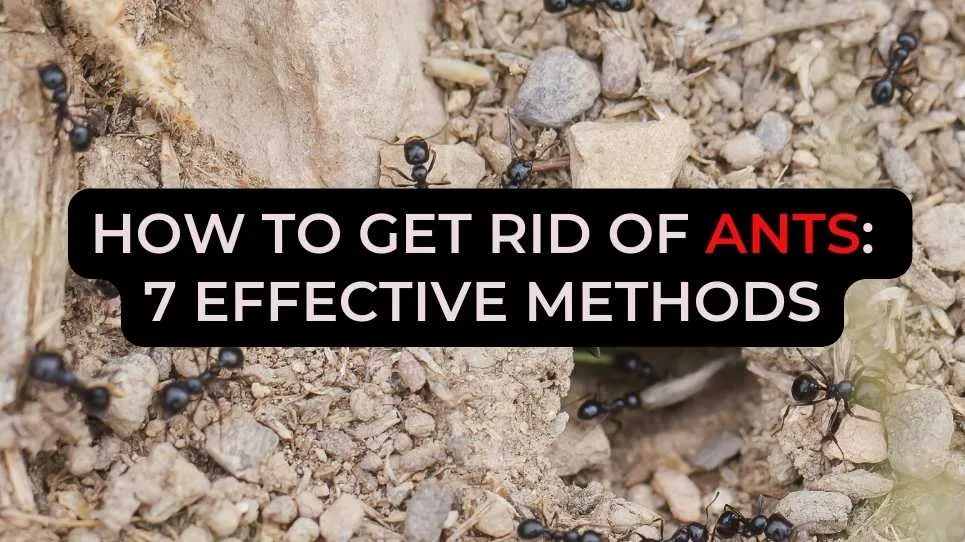 How to get rid of ants: 7 effective methods