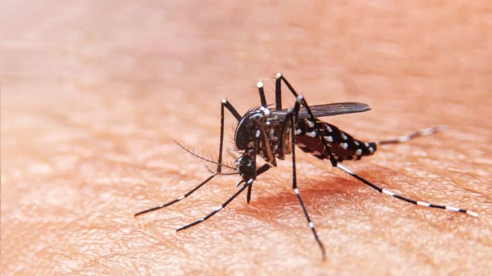 ¿Cuáles son los síntomas del dengue? Descúbrelo aquí